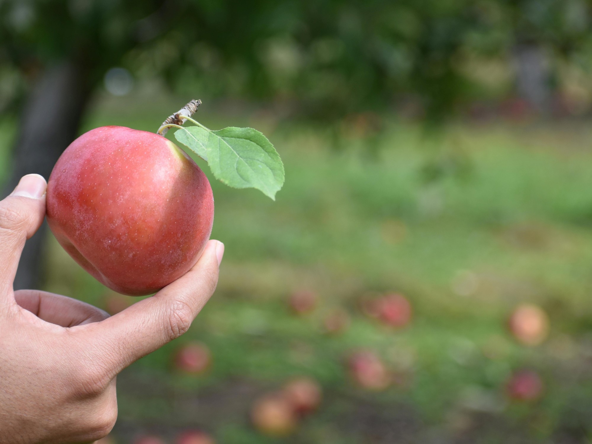 🍏🌳 ¡Descubre cuánto tarda una manzana en madurar en el árbol! 🕒🍎